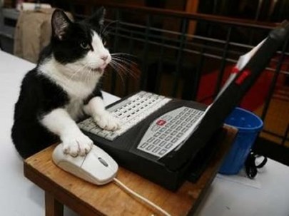 cat typing